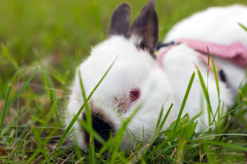 bunny lurking in grass   afraid of a predator white little