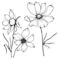 Vector Cosmos floral botanical flowers. Black and white engraved ink art. Isolated cosmea illustration element.