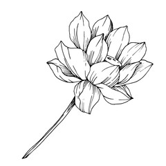 Vector Lotus floral botanical flower. Black and white engraved ink art. Isolated lotus illustration element.