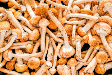 Background of many natural cut forest mushrooms Armillaria mellea.