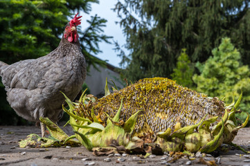 Chickens and roosters pick seeds from a giant sunflower. Concept: animal feeding or free range