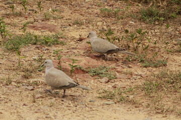 Doves on grass