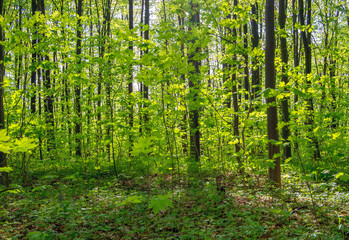 Obraz premium Forest trees. nature green wood sunlight backgrounds