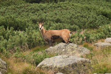 Chamois (rupicapra tatrica) in Tatra mountains, Poland
