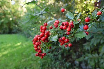 Red berries with shrub in a garden, surrounded by shrubs with green foliage