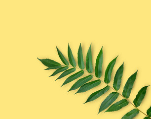 Fototapeta na wymiar Tropical leaves on yellow background. Sea vacation minimalism concept with copyspace.