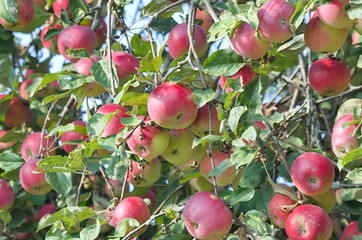 Red apples on a branch. 