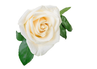 white rose flower with leaves isolated