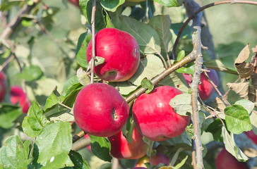 Red apples on a branch. 