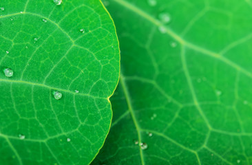 Green leaf with water drops
