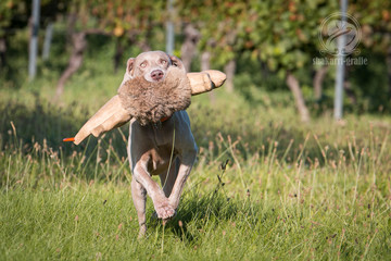 Jagdhund bei der Arbeit Weimaraner Deutsch Draahthaar