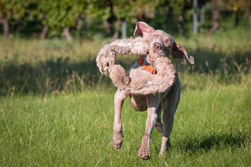 Jagdhund bei der Arbeit Weimaraner Deutsch Draahthaar