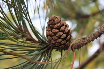 Pine Cone on Evergreen Tree