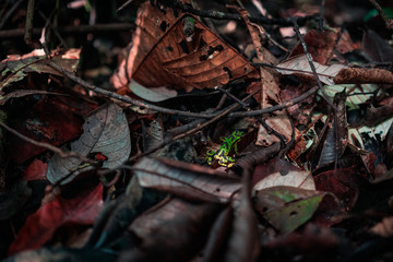 Dendrobates truncatus, o rana dardo venenosa verde, Colombia.