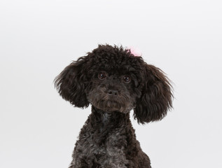 Toy poodle isolated on white, head shot cut out, copy space.