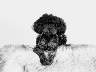 Toy poodle isolated on white, black and white edit. head shot cut out, copy space.