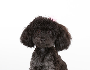 Toy poodle isolated on white, head shot cut out, copy space.