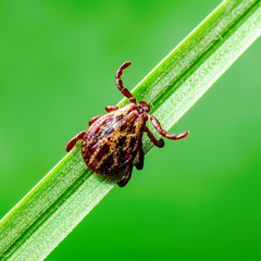 Encephalitis Virus or Lyme Borreliosis Disease or Monkey Fever Infectious Dermacentor Tick Arachnid Parasite Insect on Green Background Macro