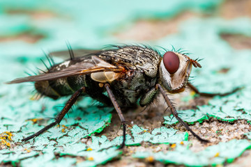 Diptera Meat Fly Insect On Stone Wall