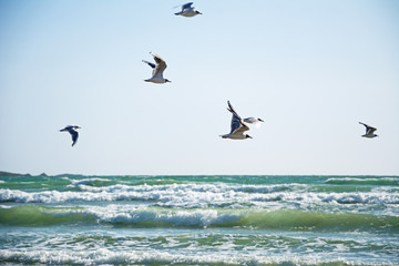 Seagulls flying over the ocean waves
