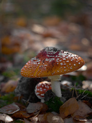 Poisonous Amanita muscaria mushroom grow up in a autumn forest.