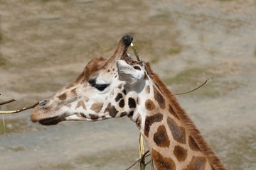 nice brown girafe portrait looking for something to eat