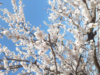 Blooming almond tree background. Spring or summer beautiful concept.