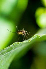 Dangerous Zika Infected Mosquito on Green Background. Leishmaniasis, Encephalitis, Yellow Fever, Dengue, Malaria Disease, Mayaro or Zika Virus Infectious Culex Mosquito Parasite Insect Macro.