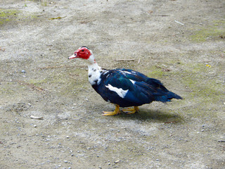 duck with feathers on the ground