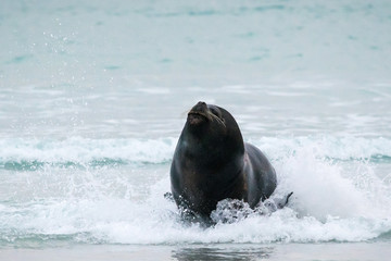 bull sea lion charges out of the sea towards camera. - 289903769