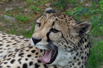 nice female laying chetah portrait