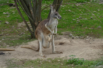 kangaroo on grass with small one in bag