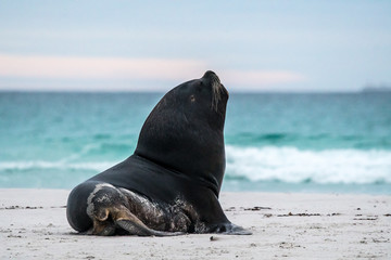 sea lion sitting up on a beach next to the sea - 289903967