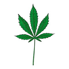 cannabis leaf on white background