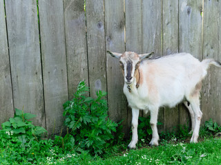Animal Farm - gray hornless, thoroughbred goat. Farm, Agriculture