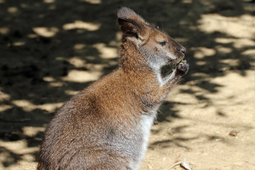 Kangourou Wallaby qui s'alimente