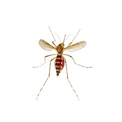 Dangerous Flying Zika Infected Mosquito Isolated on White. Leishmaniasis, Encephalitis, Yellow Fever, Dengue, Malaria Disease, Mayaro or Zika Virus Infectious Culex Mosquito Parasite Insect Macro.