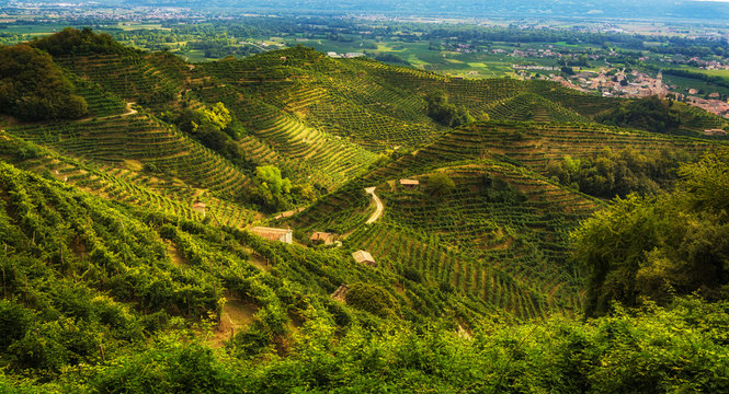 Prosecco vineyards on the hills near Col San Martino, Treviso province, Veneto Region, Italy
