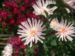 Obraz premium White chrysanthemum flowers in the garden