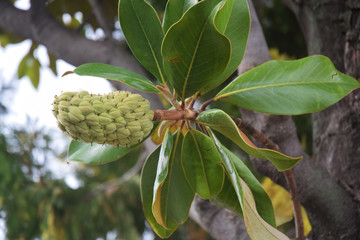 Fruit sur un magnolia © Georges Blond