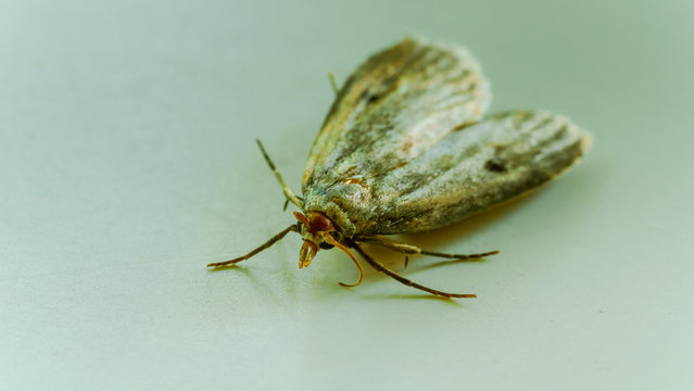 Ćma, nocny motyl, zdjęcia ultra makro