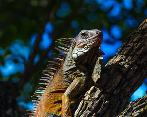 lizard iguana close up climbing a tree