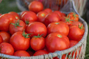 basket of red ripe tomatoes,texture tomatoes