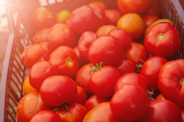 box of red ripe tomatoes