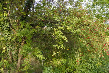 Auch Bäume können das Herz erreichen