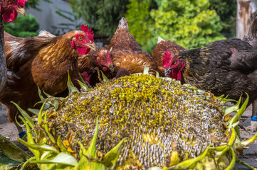 Chickens and roosters pick seeds from a giant sunflower. Concept: animal feeding or free range