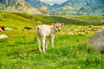 Obraz premium Echange de regard avec un veau, sur le flanc de la montagne