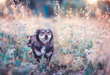 Obraz premium cute brown dog walks on a clear Sunny meadow and shows tongue on a walk on a warm summer day
