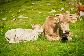 La vache et son veau, sur le flanc de la montagne