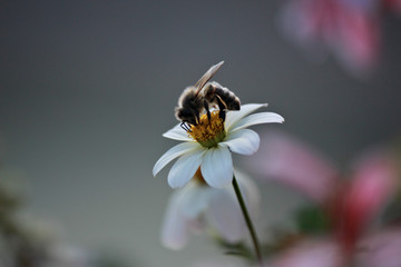 Abeille posée